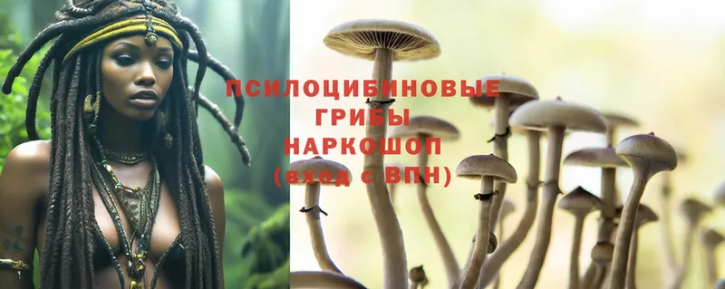 закладка  Струнино  Галлюциногенные грибы MAGIC MUSHROOMS 